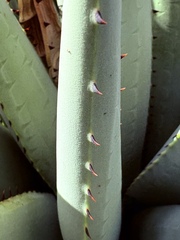 Aloe claviflora, photograph (c) Christina, some rights reserved (CC BY)
