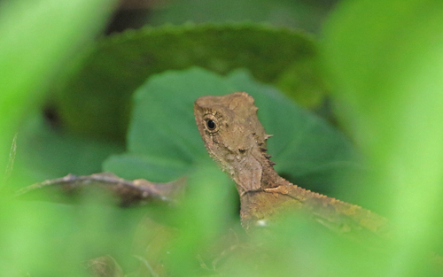 Brown Pricklenape, Acanthosaura lepidogaster