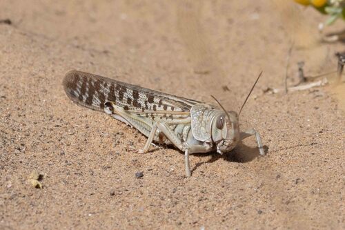 Desert Locust