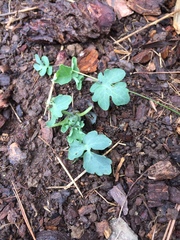 Stylophorum diphyllum