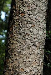Englerodaphne pilosa