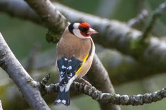 Carduelis carduelis