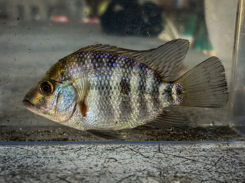 Blackthroat cichlid (Astatheros macracanthus) — Cichlidae