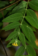 Englerodaphne pilosa