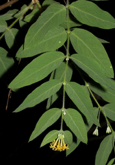 Englerodaphne pilosa