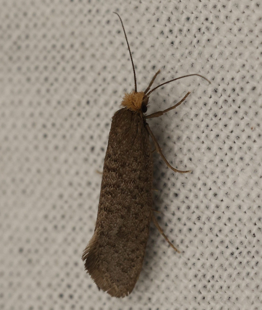 Eriocottis nicolaeella