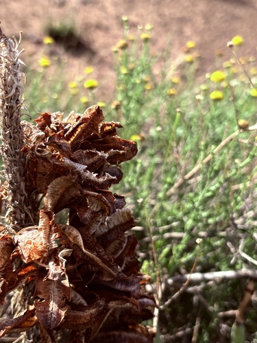 Aloe claviflora, photograph 4