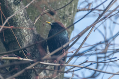 Sturnus vulgaris
