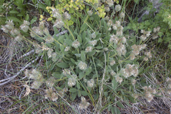 Phacelia hastata compacta