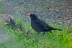 Turdus merula