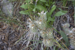 Phacelia hastata compacta
