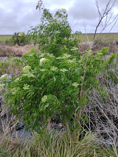 American black elderberry (Sambucus canadensis)