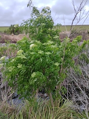 Le Sureau Du Canada (Sambucus canadensis)