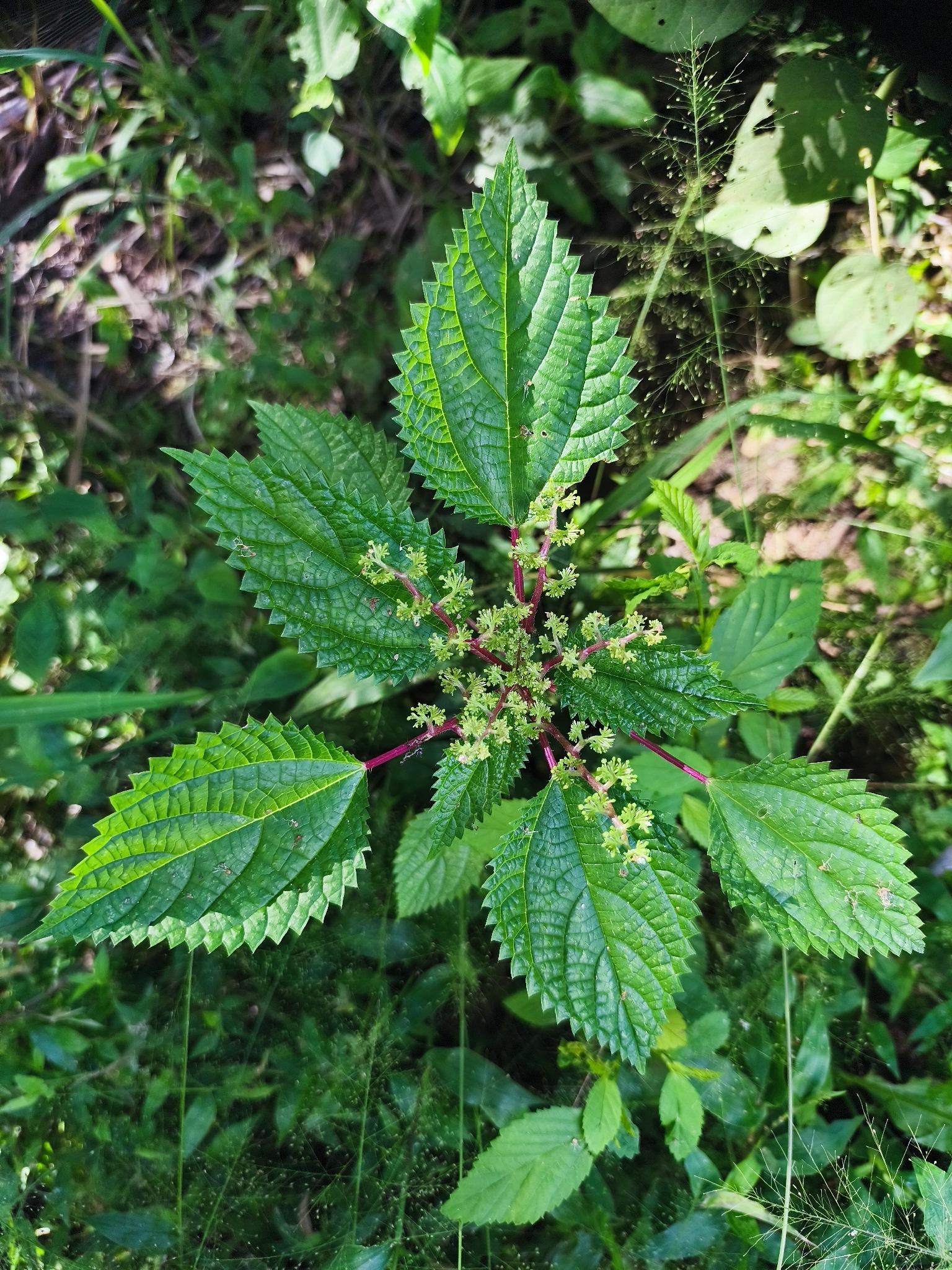 Laportea aestuans