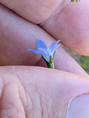 southern rockbell (Wahlenbergia marginata)