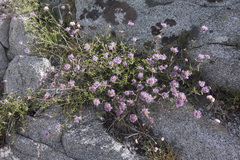 Monardella odoratissima glauca