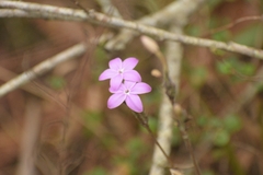 author not stated, no rights reserved Pseuderanthemum praecox, photograph author not stated, no rights reserved