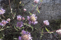 Monardella odoratissima glauca