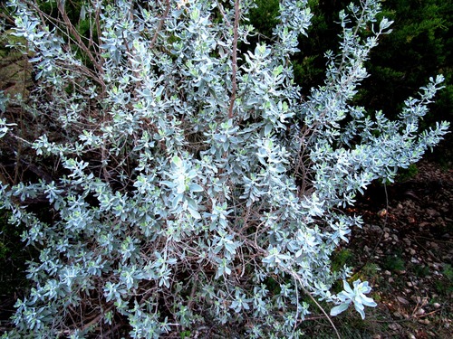 Leucophyllum frutescens