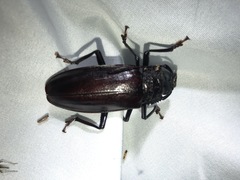 Mallodonopsis mexicanus