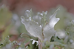 Cladonia convoluta