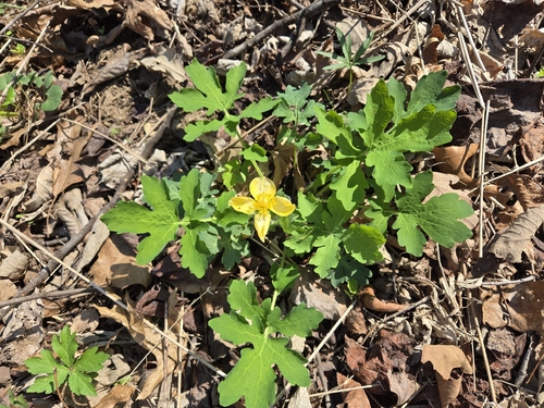 Celandine Poppy (Chelidonium diphyllum)