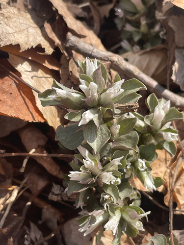 pennywort (Obolaria virginica)