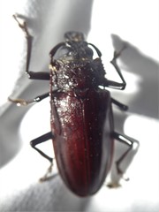 Mallodonopsis mexicanus image