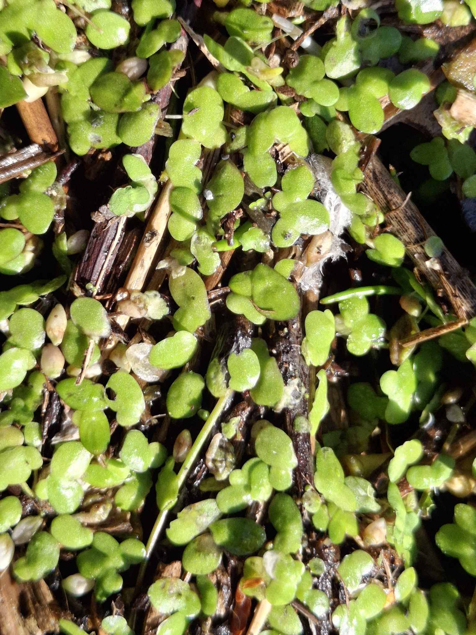 Lemna disperma