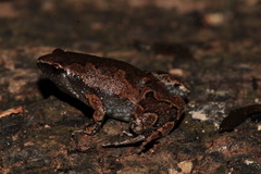 Gastrophryne elegans