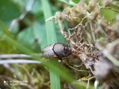 Onthophagus fracticornis