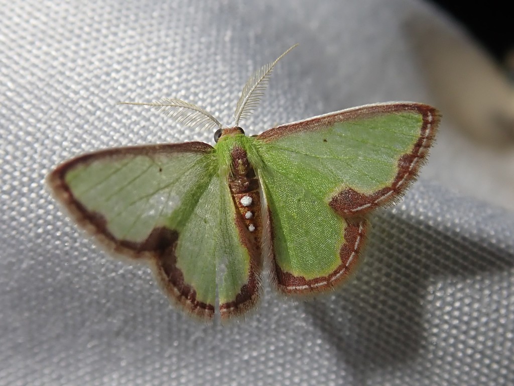 Synchlora expulsata