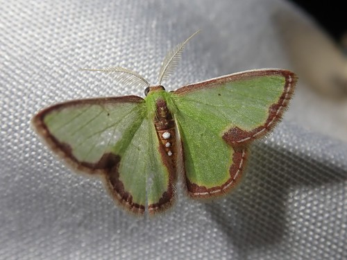 Synchlora expulsata