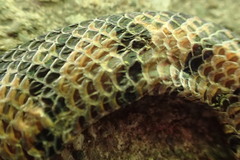 Cylindrophis melanotus