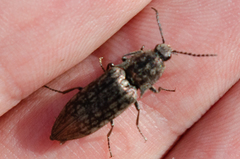 Actenicerus siaelandicus