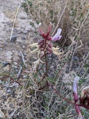 Astragalus preussii