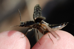 Actenicerus siaelandicus