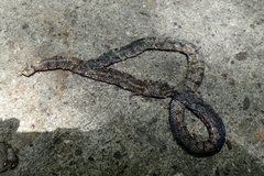 Cylindrophis melanotus