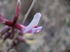 Astragalus preussii