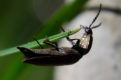 Actenicerus siaelandicus