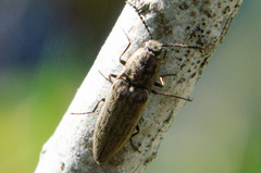 Actenicerus siaelandicus