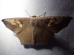 Paragonia cruraria
