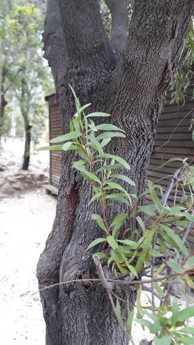 Willow-leaved hakea