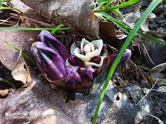 Lathraea clandestina