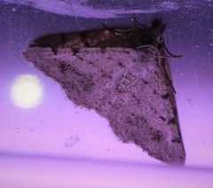 Frederickia prolificata