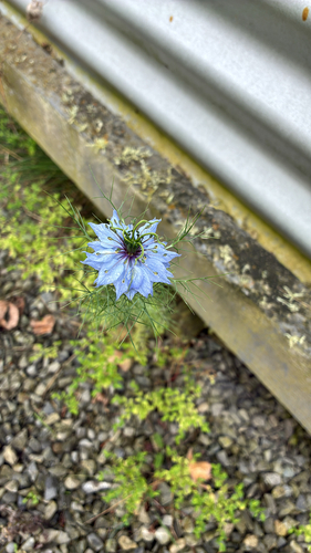 love-in-a-mist (Nigella damascena)