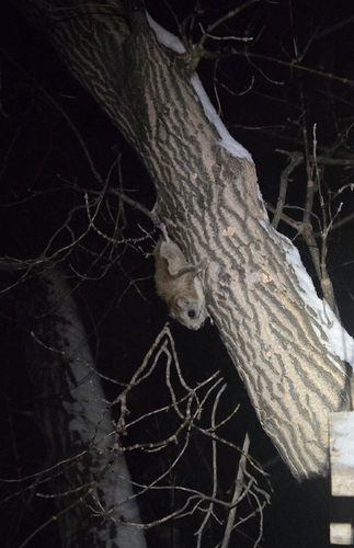 Northern Flying Squirrel observed by turtleford-brent