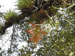 Tillandsia violacea