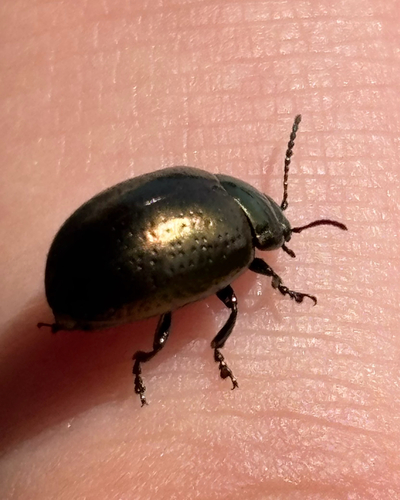 iNaturalist observation photo of Saint John's Wort Beetle