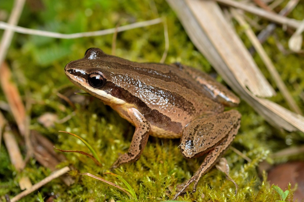 Brimley's Chorus Frog (Lee County SC Toads & Frogs) · iNaturalist